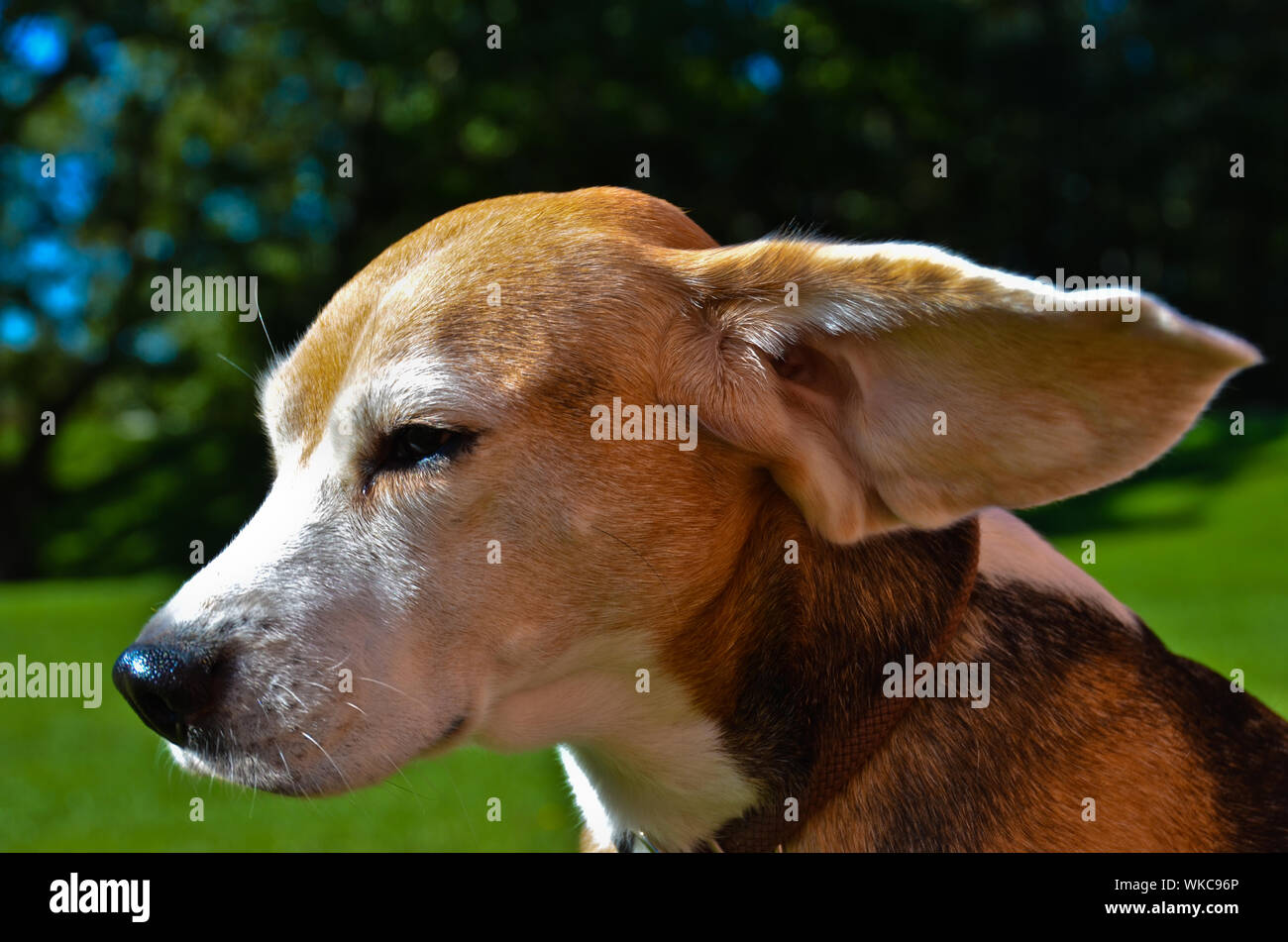 is blowing wind into my dogs ear bad