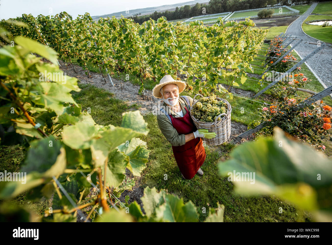 Senior winemaker walking with basket full of grapes between rows of vineyard, harvesting fresh crop. Landscape view from above Stock Photo