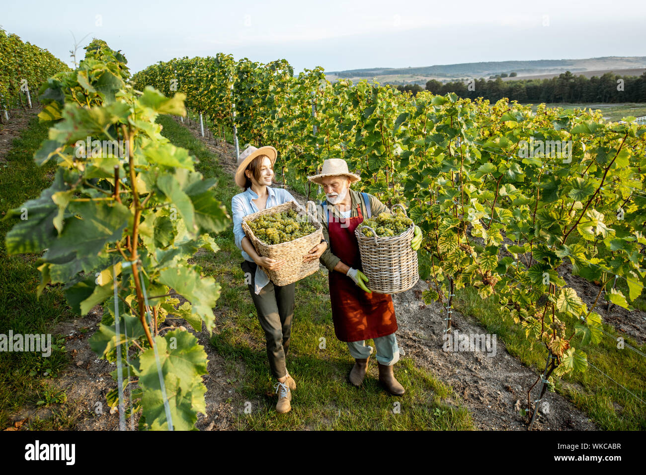 Senior man with young woman walking with baskets full of freshly picked up wine grapes on the vineyard. Family business concept Stock Photo