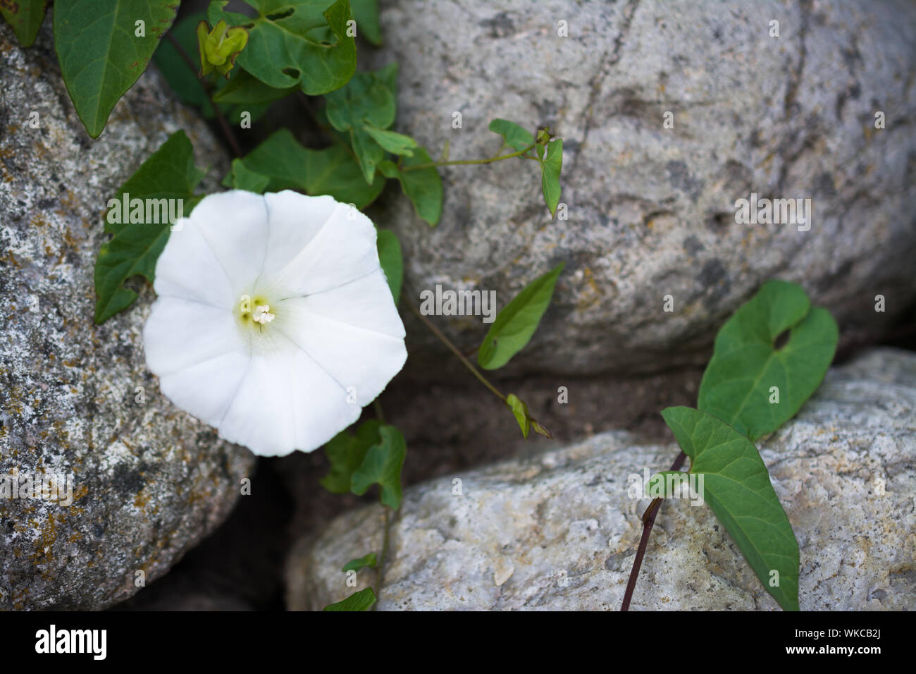 Close-up of isolated white flower - hedge bindweed (Calystegia sepium) with green leaves climbing between stones Stock Photo