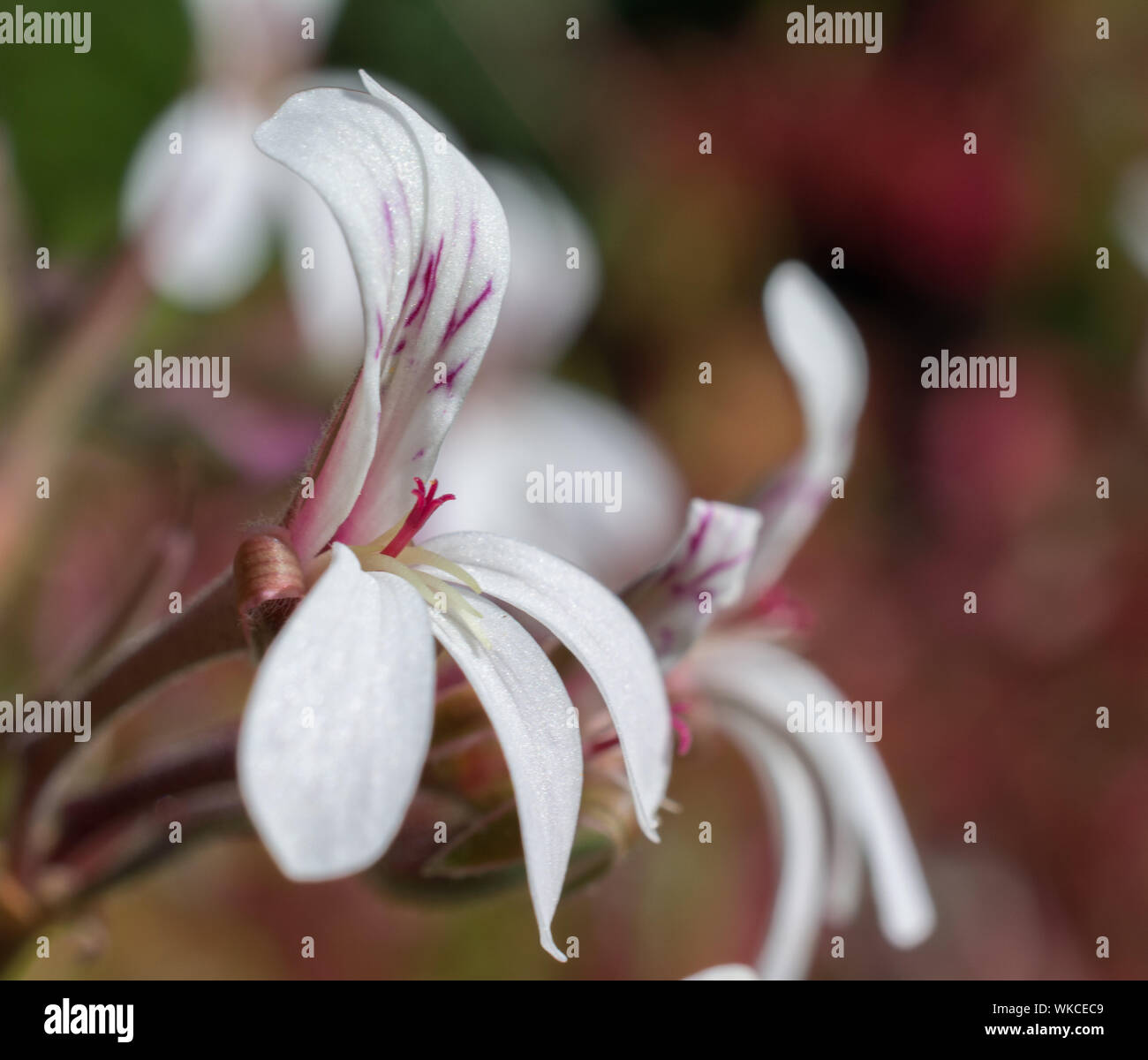 Close-up macro of small white flower and the stigma of the Nutmeg pelargonium (Geraniaceae - Pelargonium x fragrans) Stock Photo