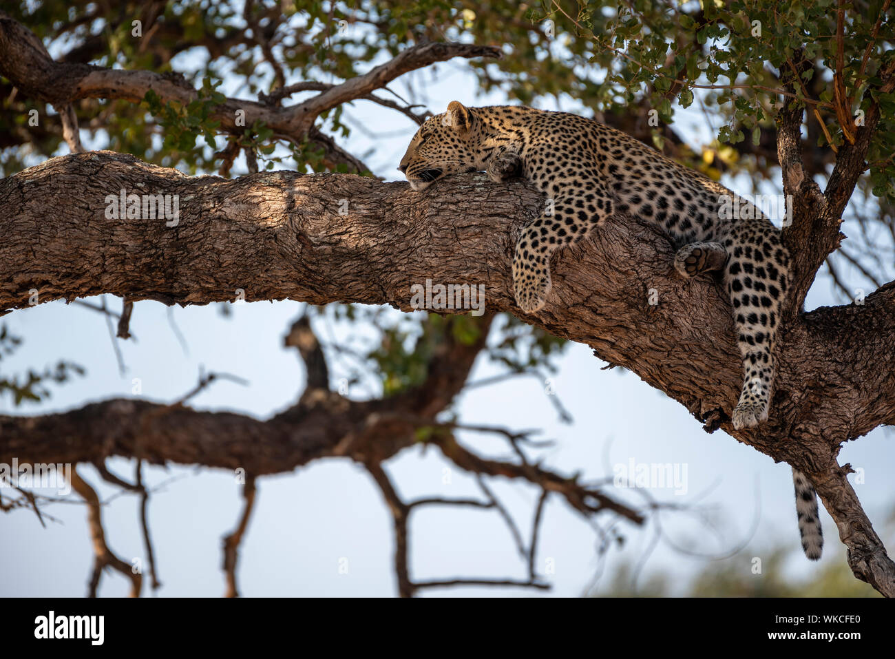 Leopard sleeping in a tree in Kruger Stock Photo