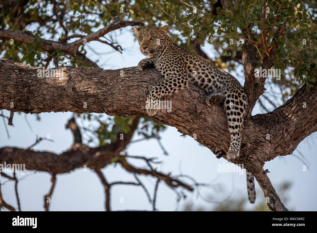 Leopard in a tree in the Kruger National Park Stock Photo