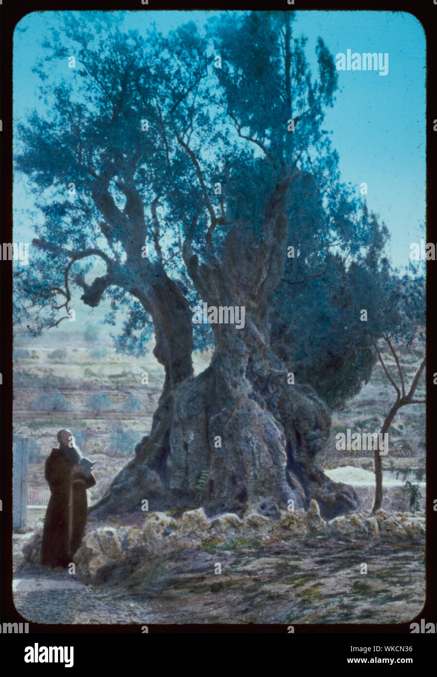 Jerusalem Tree Of Agony In Garden Of Gethsemane Mark 14 32 42 Stock Jerusalem tree of agony in garden of gethsemane mark 14 32 42 stock