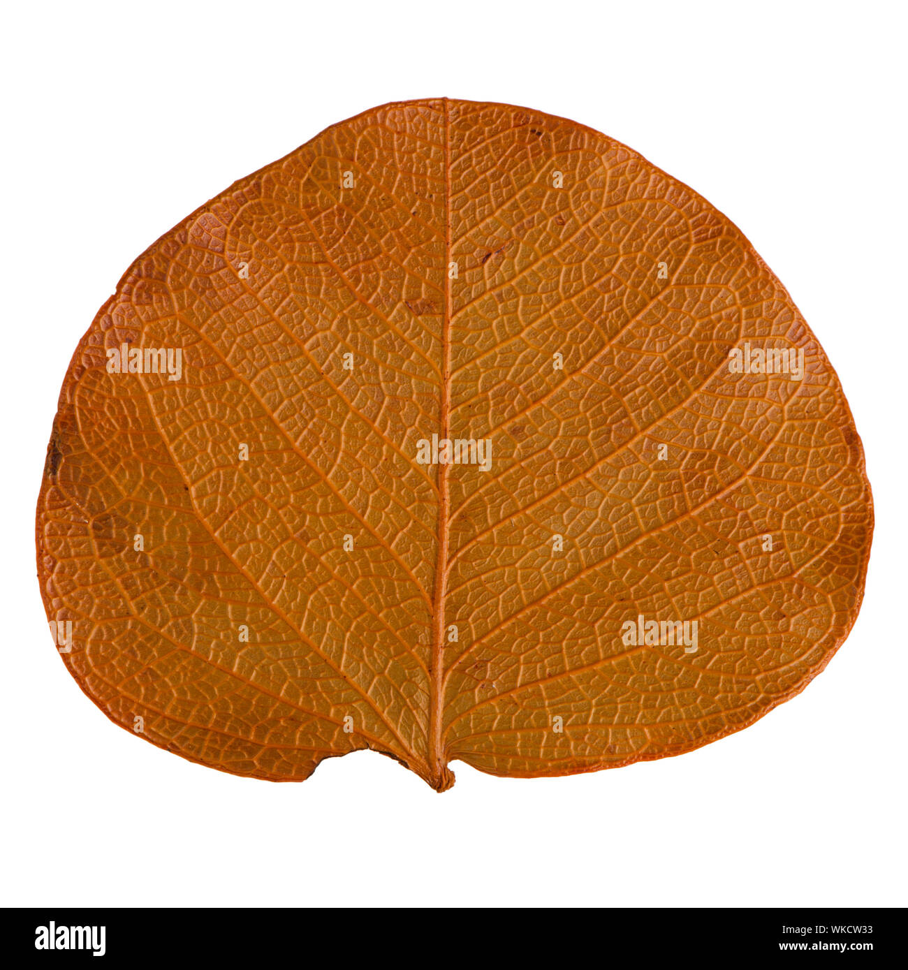 Autumn leaf isolated on white background Stock Photo - Alamy