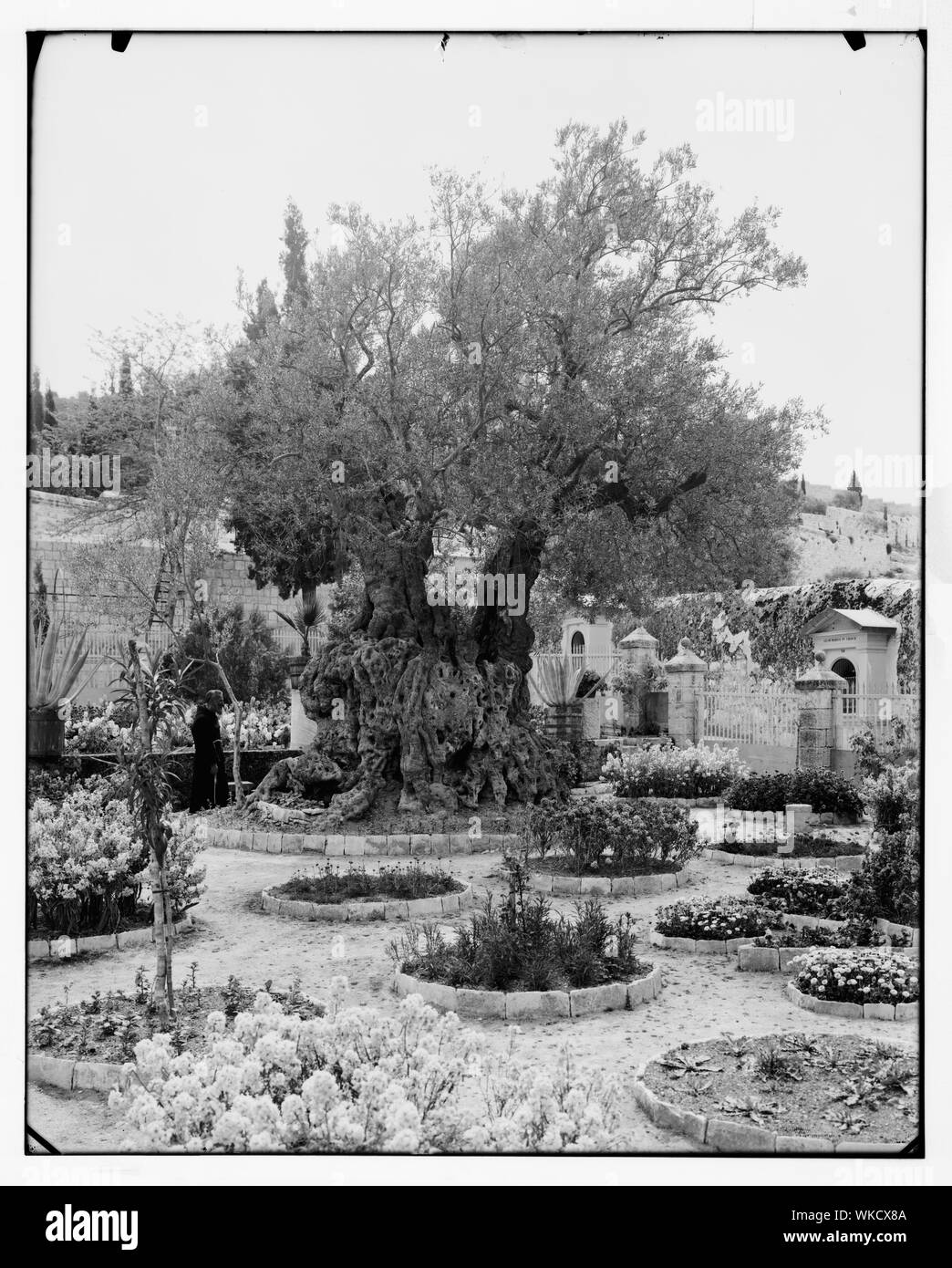 Jerusalem (El-Kouds). Old olive tree in Garden of Gethsemane Stock Photo