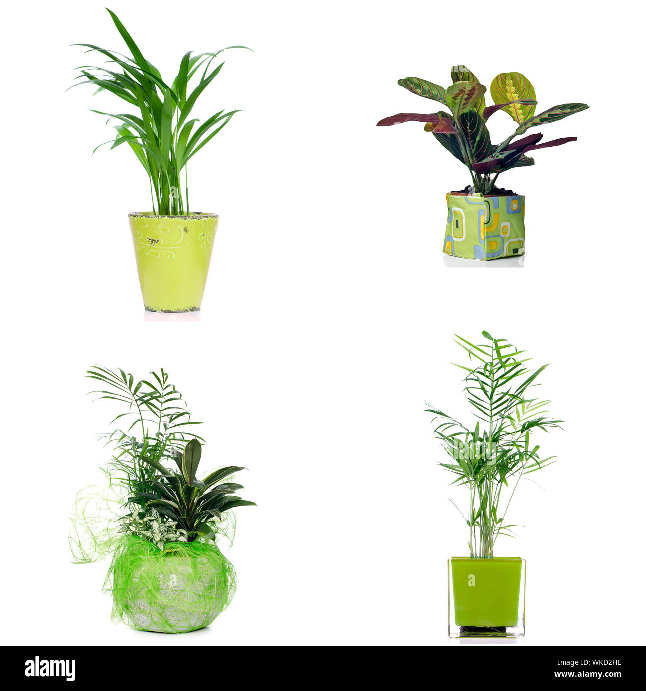 Houseplants in pot isolated on white background Stock Photo - Alamy