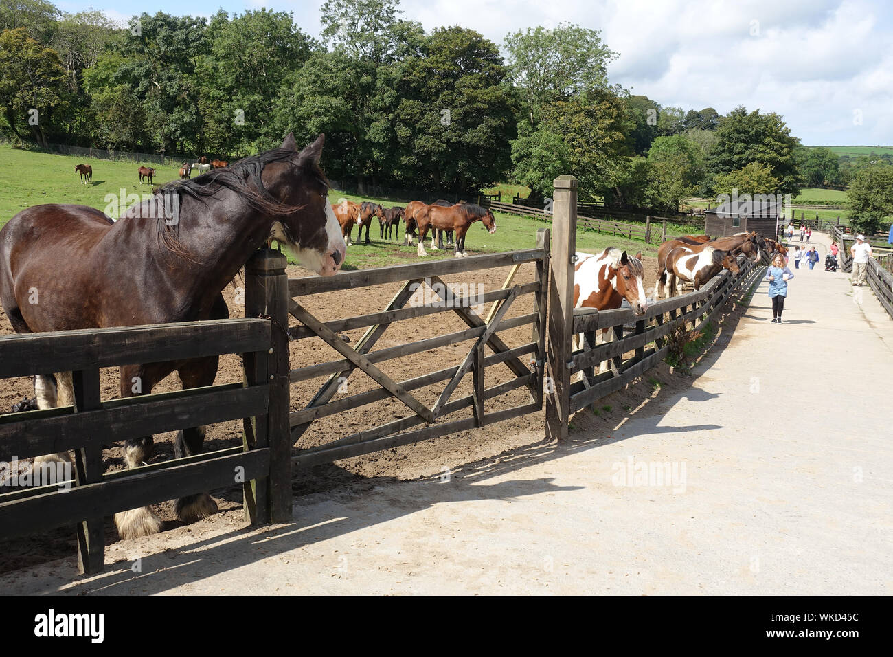 Horses home hires stock photography and images Alamy