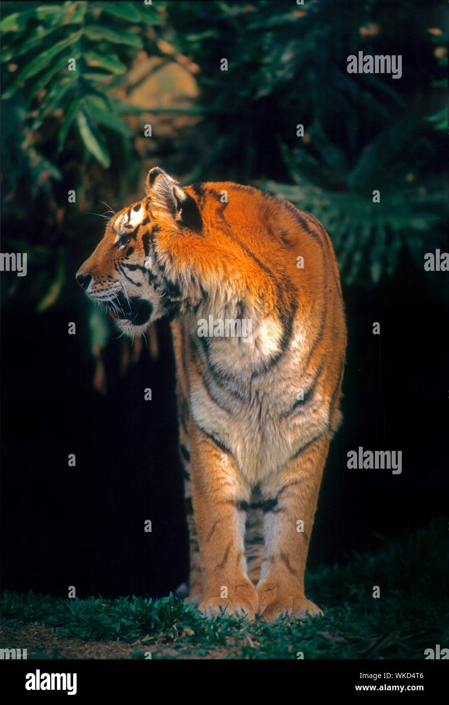 Tiger, the largest cat in the world Stock Photo Alamy