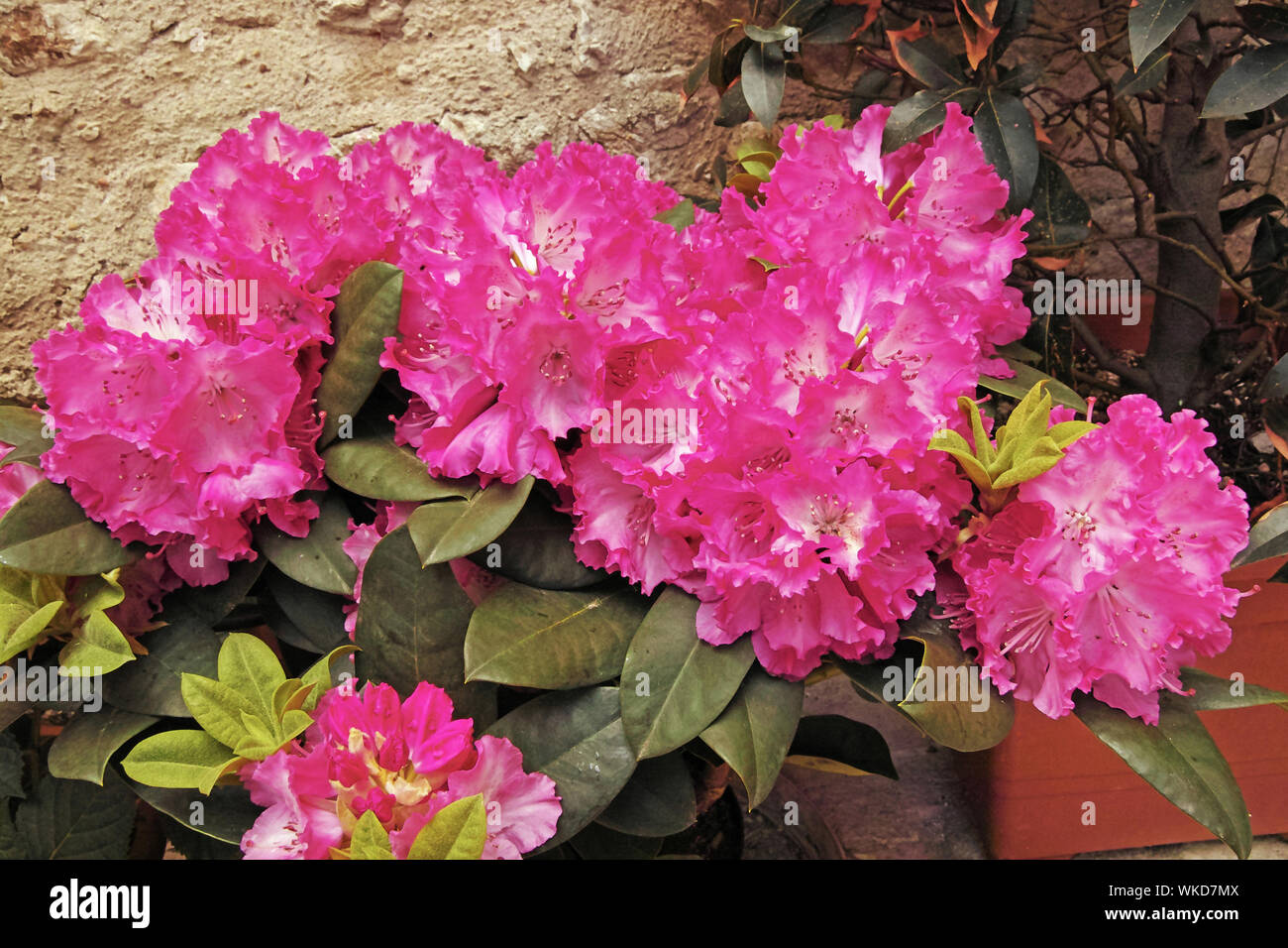 blooming plant of rhododendron Stock Photo