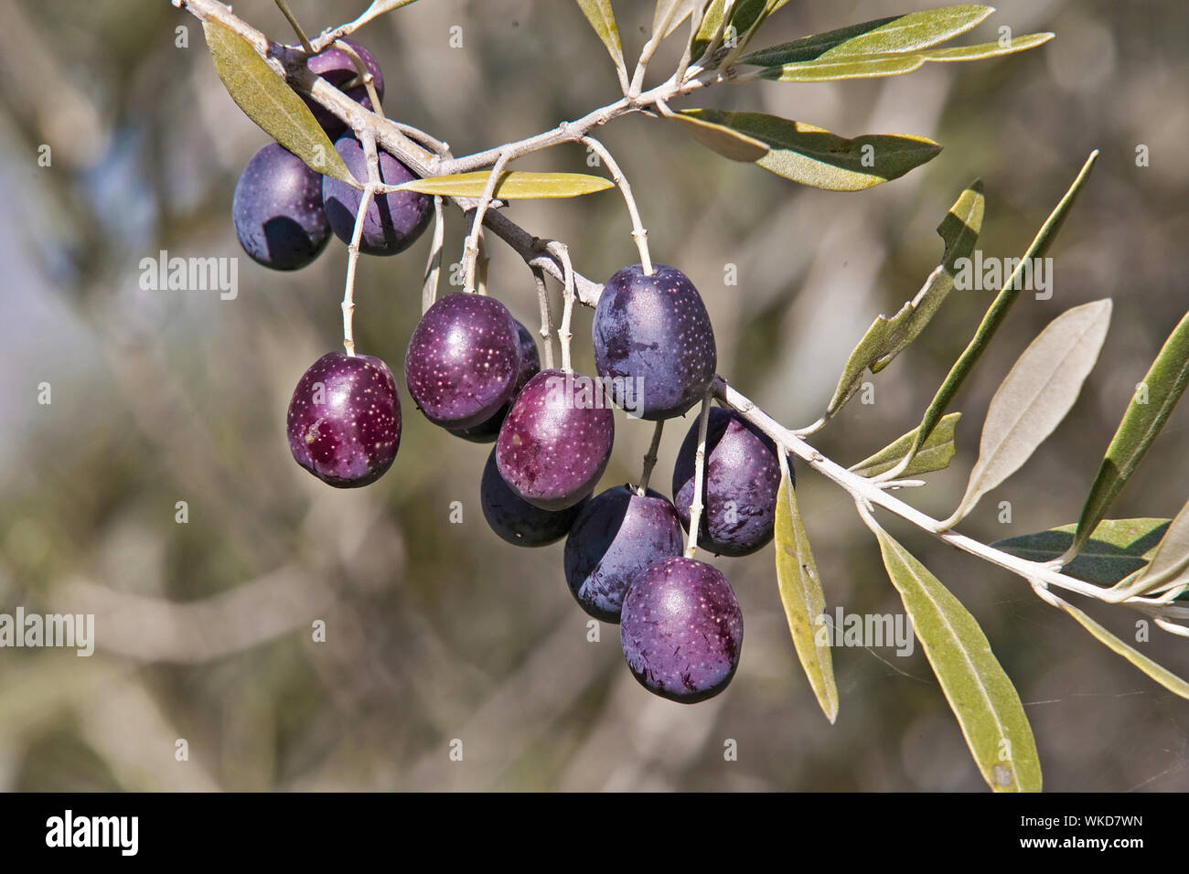 Olive tree fruits in hi-res stock photography and images - Alamy