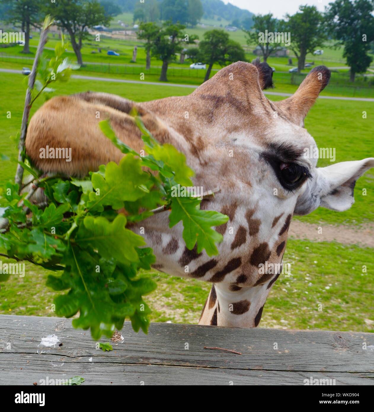 Giraffe eating hi-res stock photography and images - Alamy