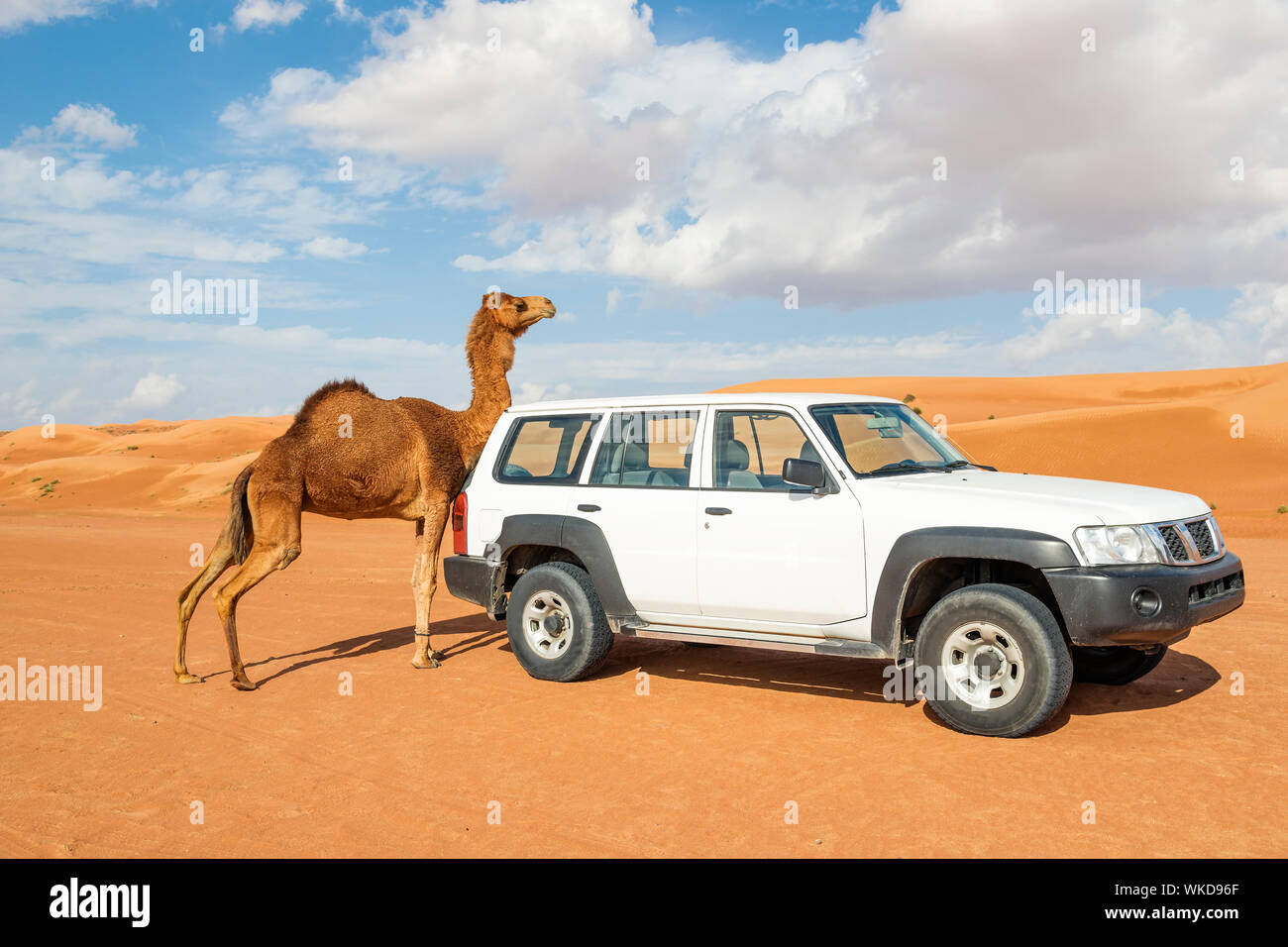 Camel rubs against a car in desert Wahiba Oman Stock Photo