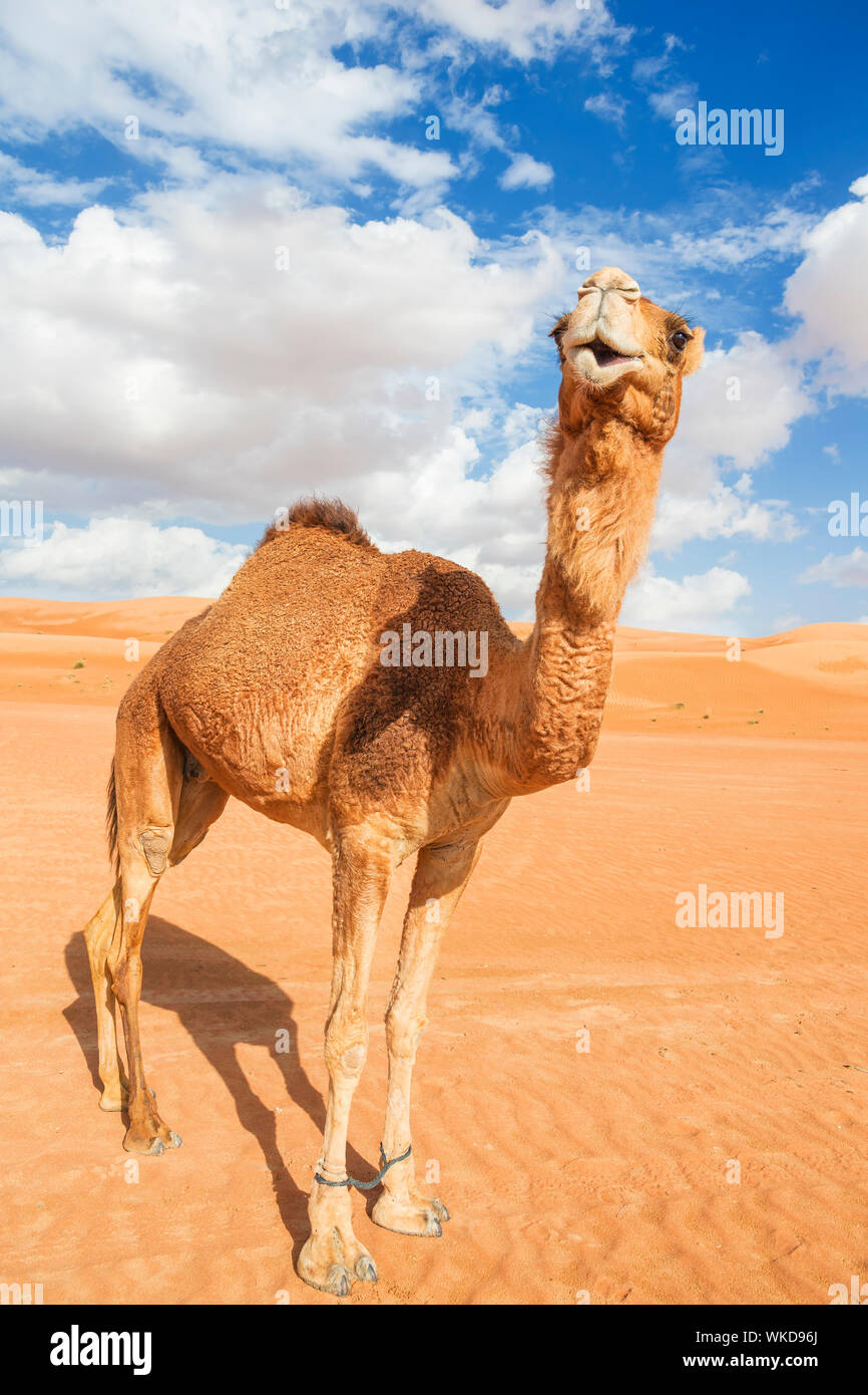 Image of camel in desert Wahiba Oman Stock Photo
