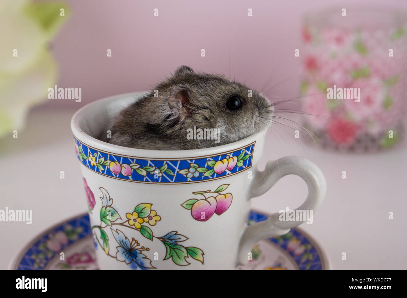 Image showcasing Hiding Hamster High Resolution Stock Photography and Images - Alamy