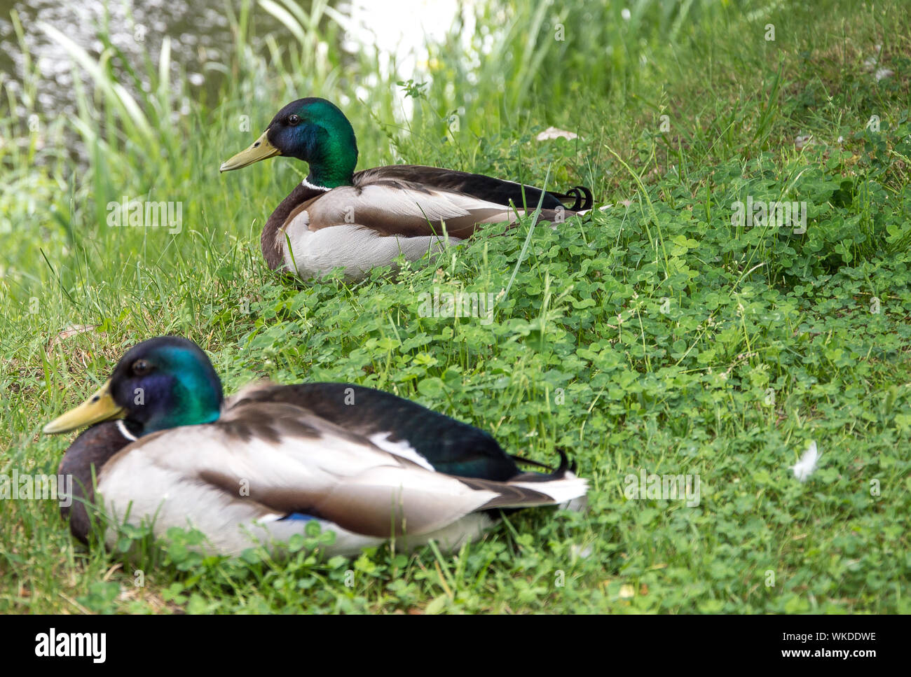 Male mallard ducks hires stock photography and images Alamy