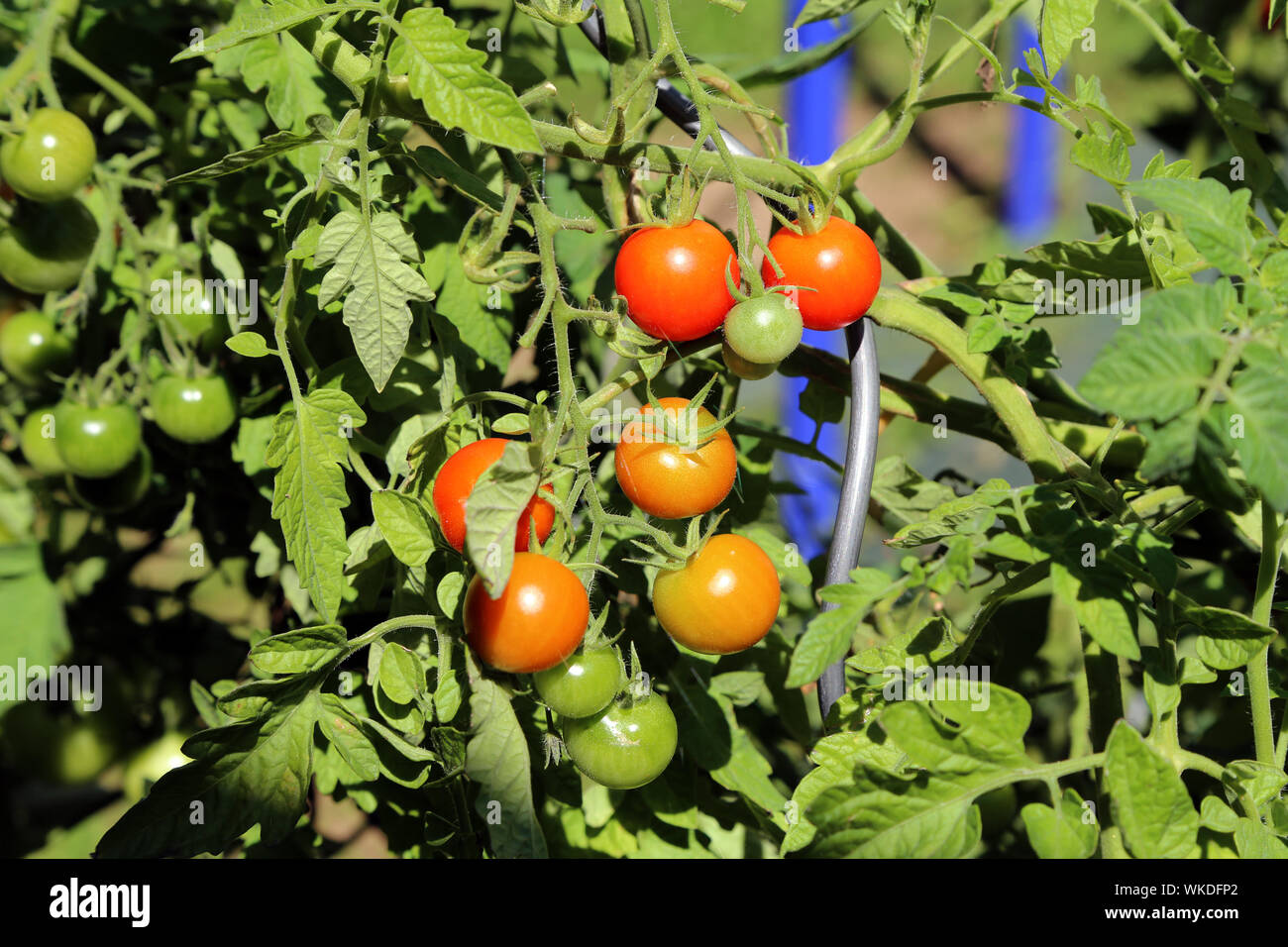 Ripe red tomatoes hang on the branches of a tomato bush in the garden ...