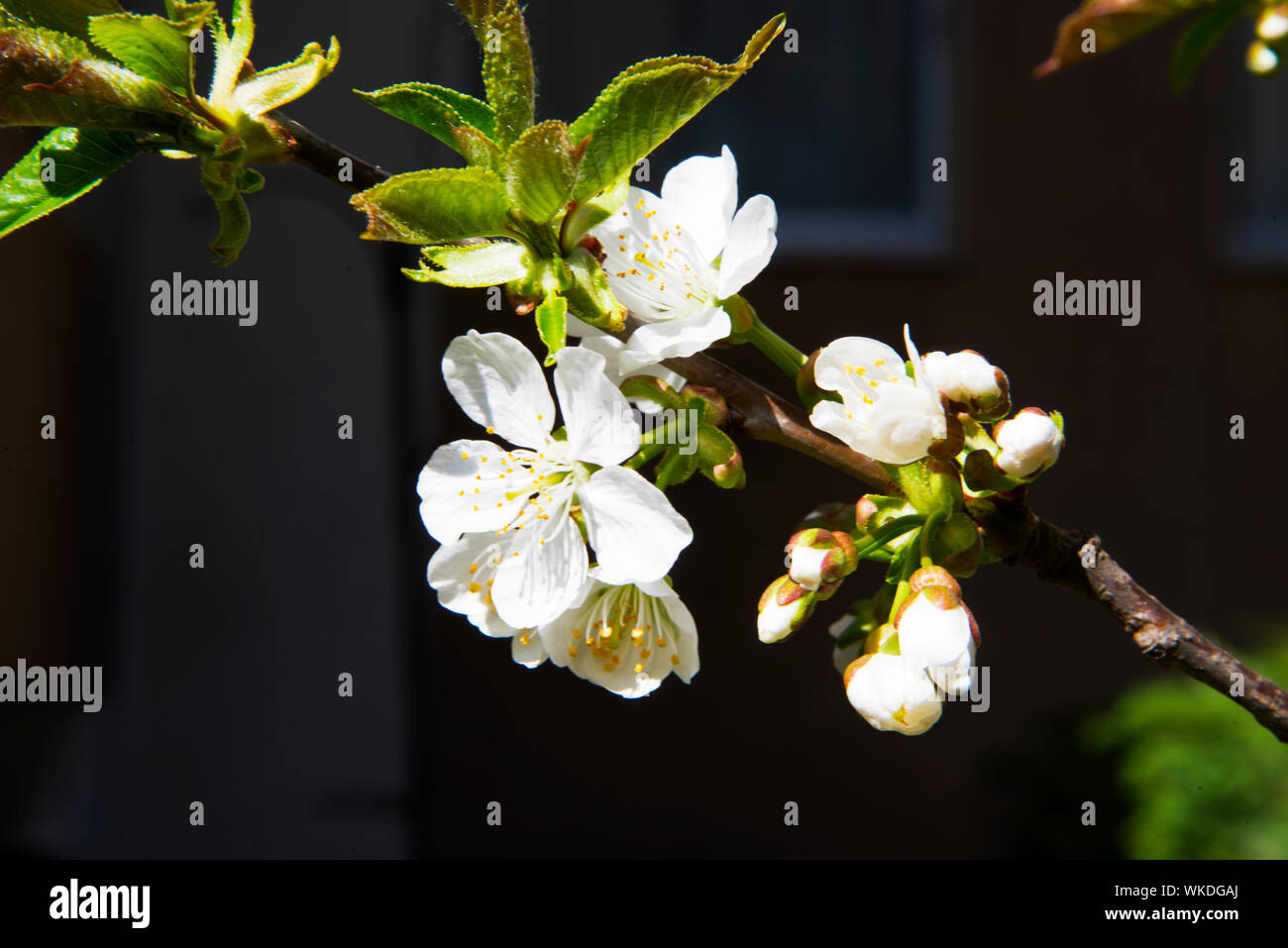 Flowers in bloom in spring Stock Photo Alamy