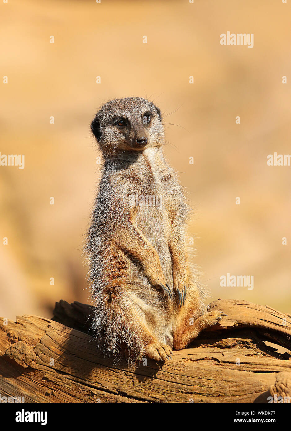 Meerkats (suricata suricatta or suricate) - super cute, gregarious mammals, found in African desert & grassland areas in large social groups. Stock Photo