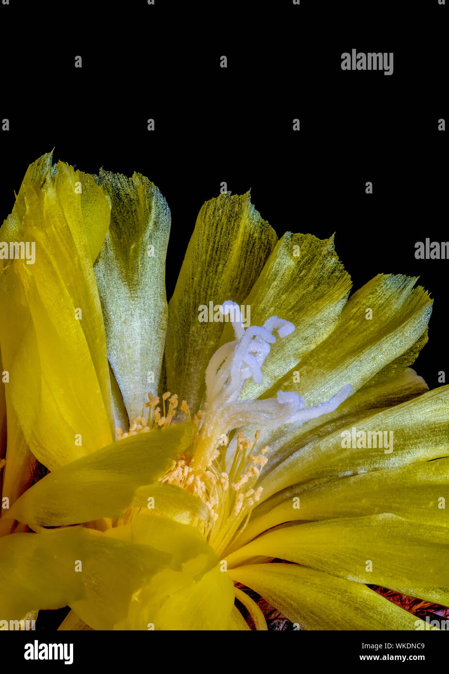 Vibrant yellow glossy ball cactus blossom,shining color macro on black background Stock Photo