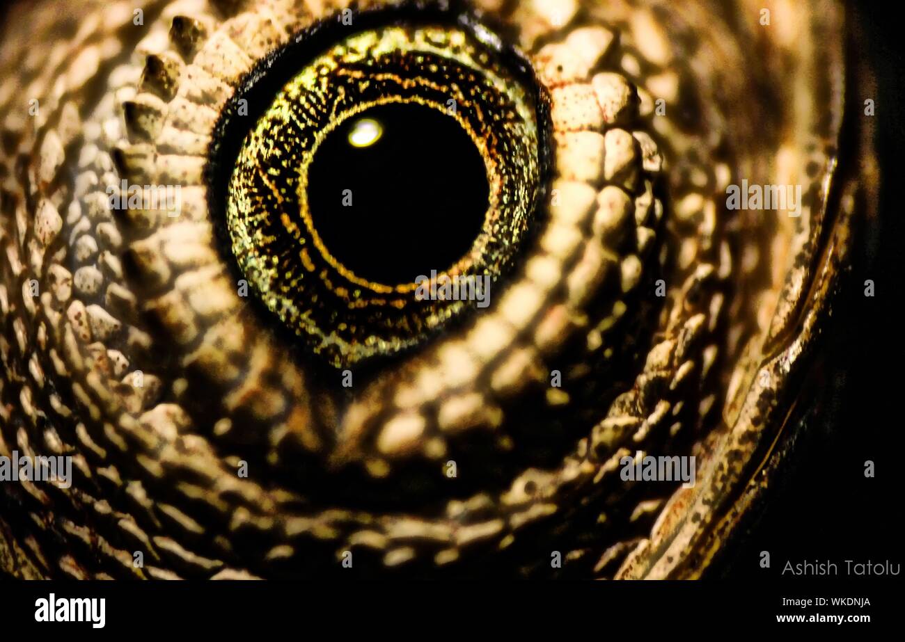 Close-up Of Animal Eye Stock Photo