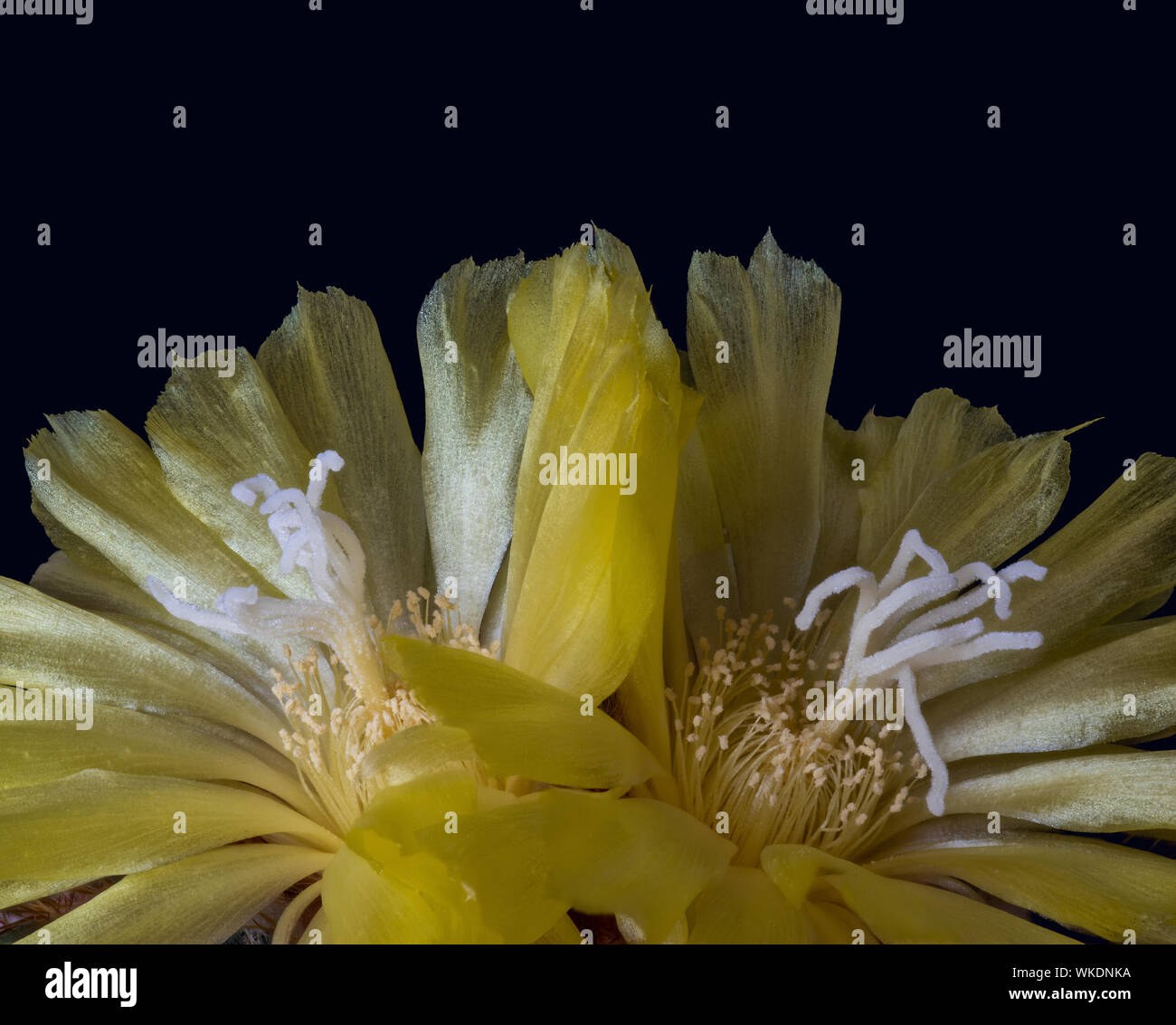 Vibrant yellow glossy ball cactus blossom pair,shining color macro on black background Stock Photo