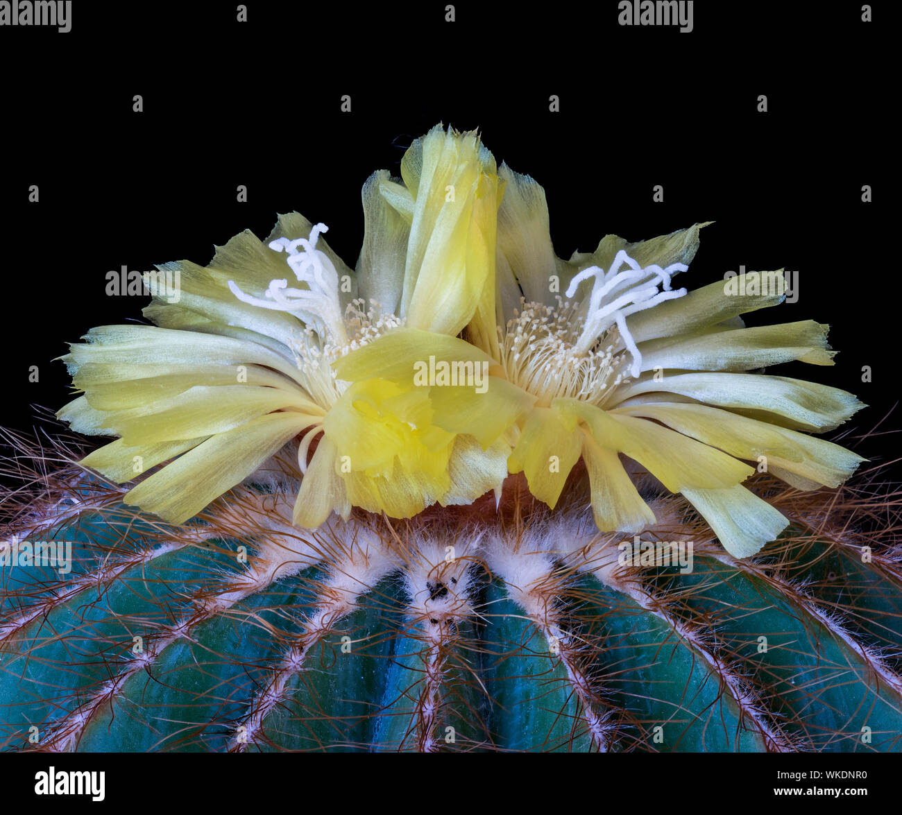 Ball cactus with yellow blossom pair, color macro on black background Stock Photo