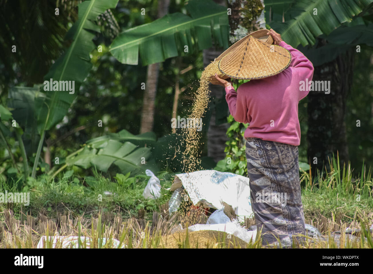 Winnowing grain hires stock photography and images Alamy