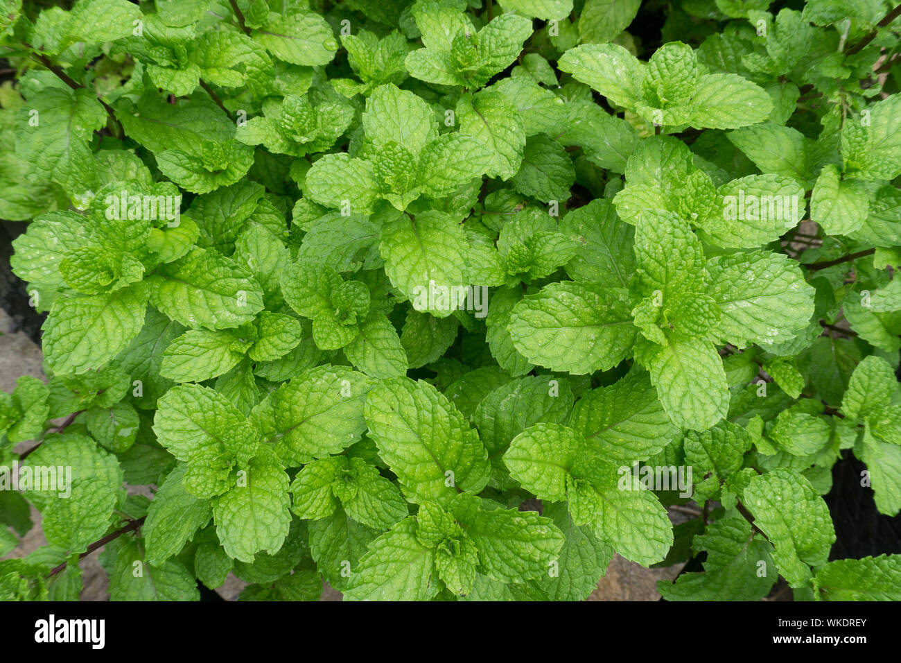High Angle View Of Mint Leaf Plants Stock Photo
