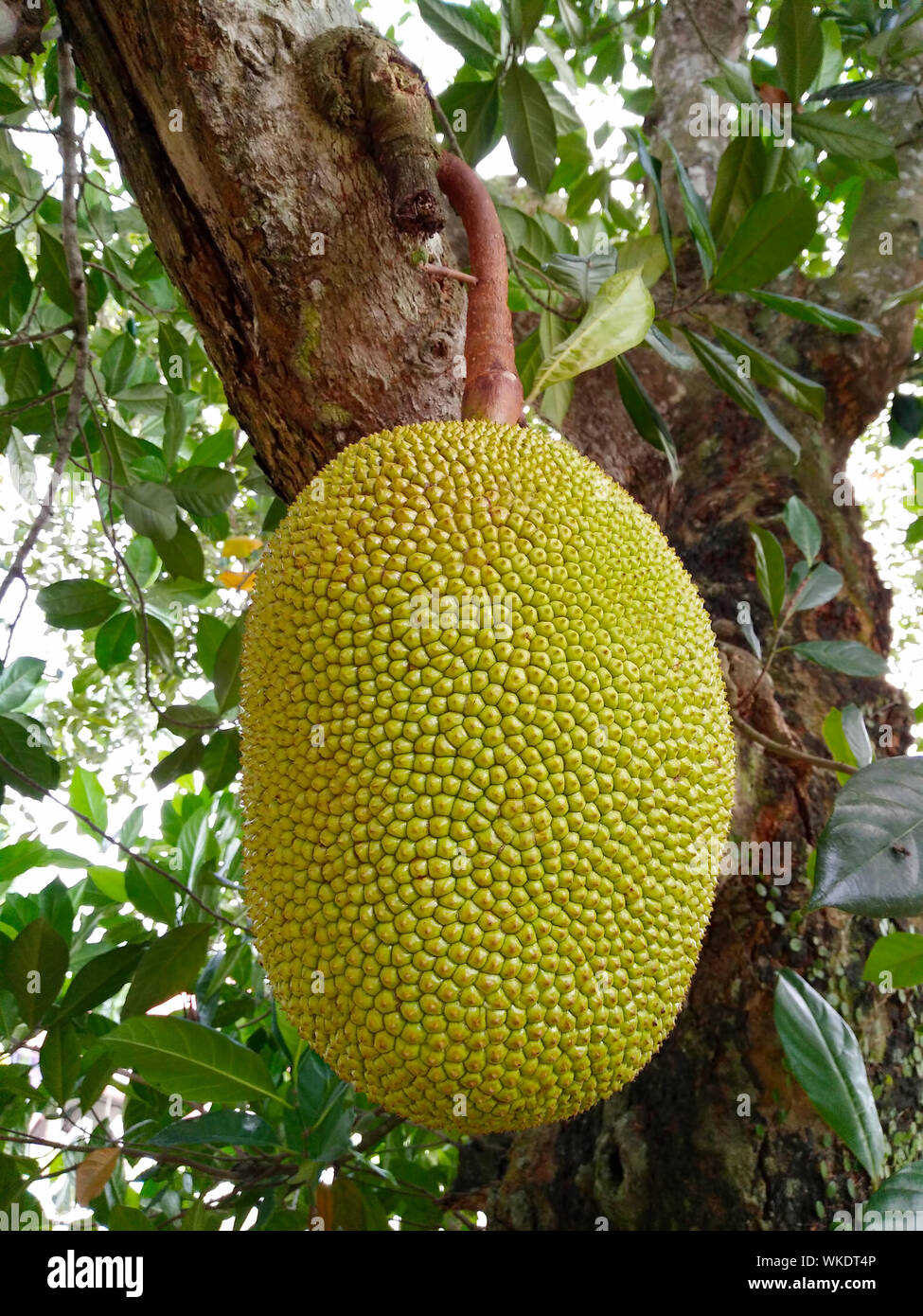 Jackfruit growing on tree in hires stock photography and images Alamy