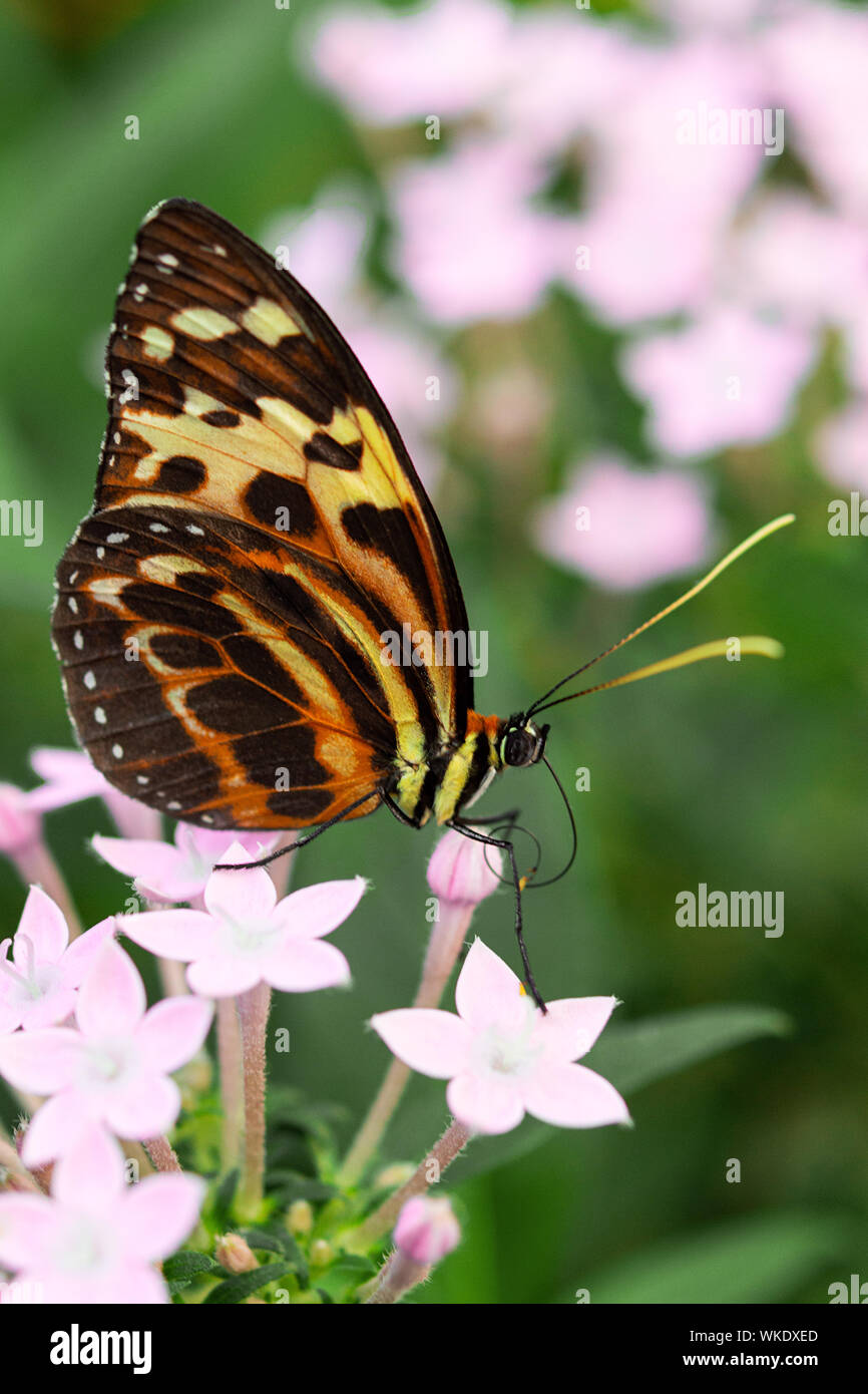 Underside wings view of Harmonia tiger poison butterfly seated on flowers in tropical rainforest Stock Photo