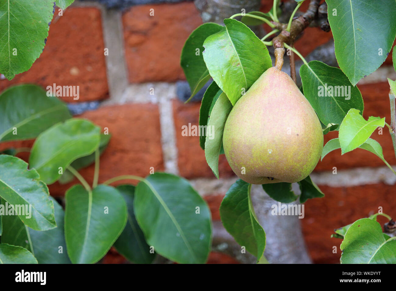 Dessert pear, Pyrus communis, of the variety Doyenne du Comice hanging on a tree with leaves and a red brick wall background. Stock Photo
