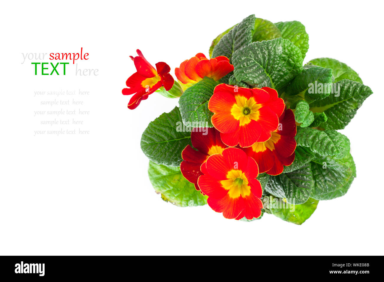red primulas isolated on white background. spring flowers primrose Stock Photo