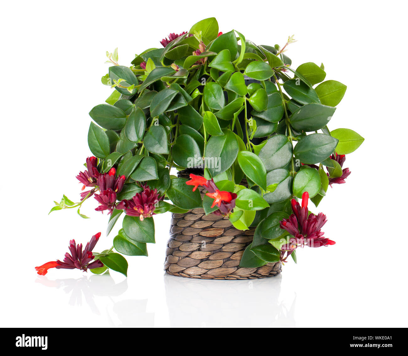 Lipstick Plant (Aeschynanthus radicans) in pot, isolated on white background Stock Photo