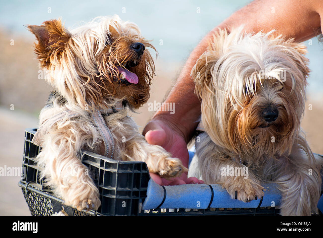 Two cute Yorkshire or Yorkie terrier dogs in basket. Transporting two sweet york shire terrier dogs. Cute canine yorkshir inside a basket. Spain, 2019. Stock Photo