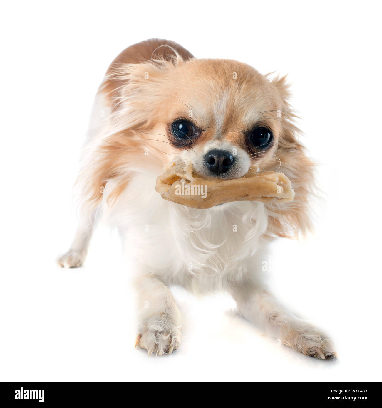 Are Bones Safe For Chihuahua Puppies