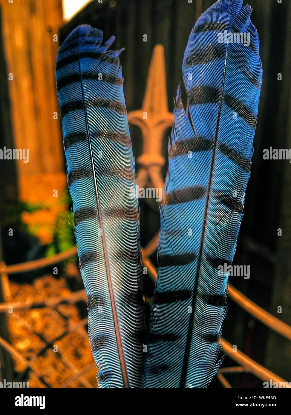 Blue Jay Pattern High Resolution Stock Photography And Images Alamy Blue Jay Pattern High Resolution Stock Photography And Images Alamy