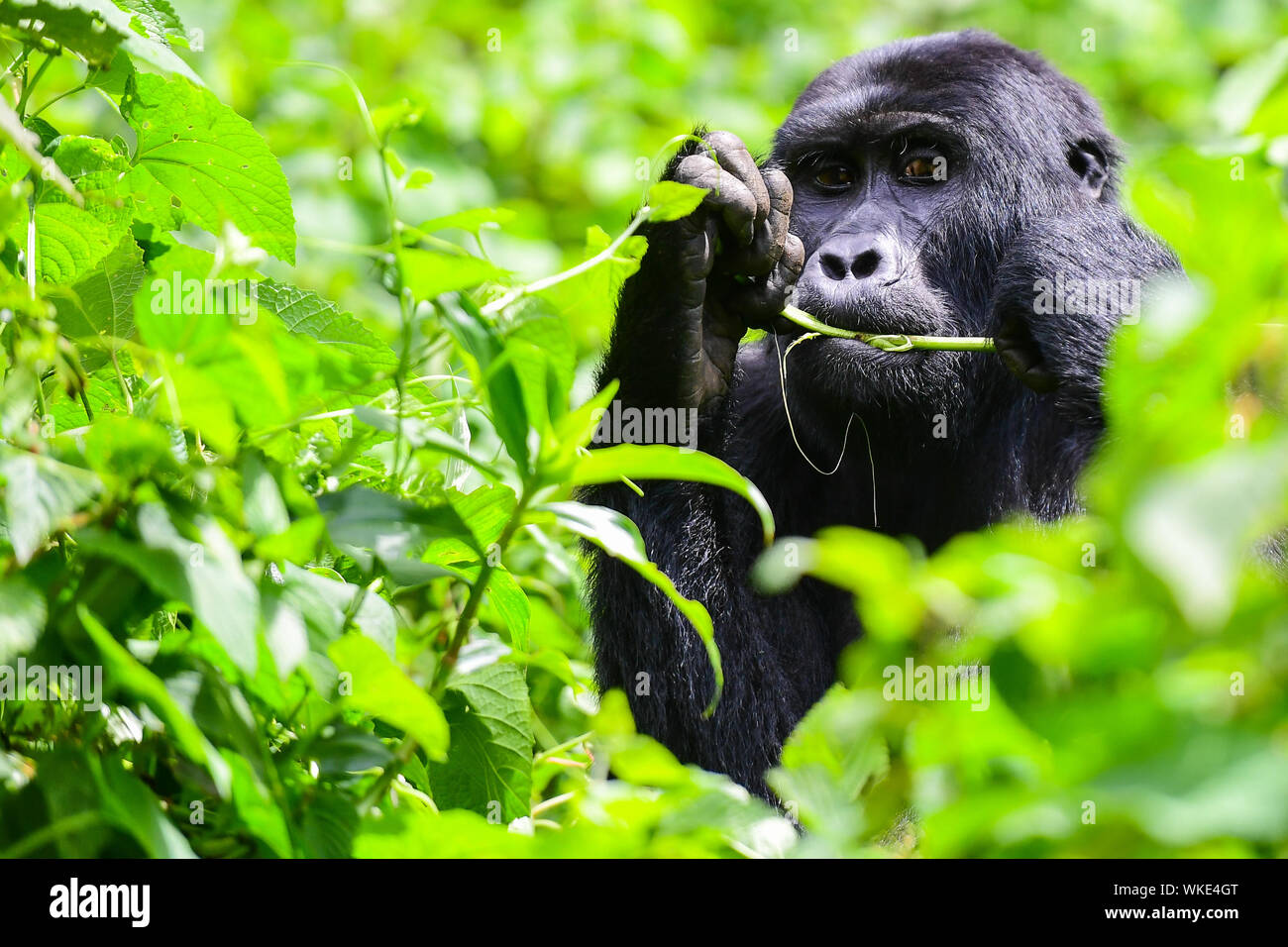 Portrait Of Chimpanzee Amidst Plants Stock Photo