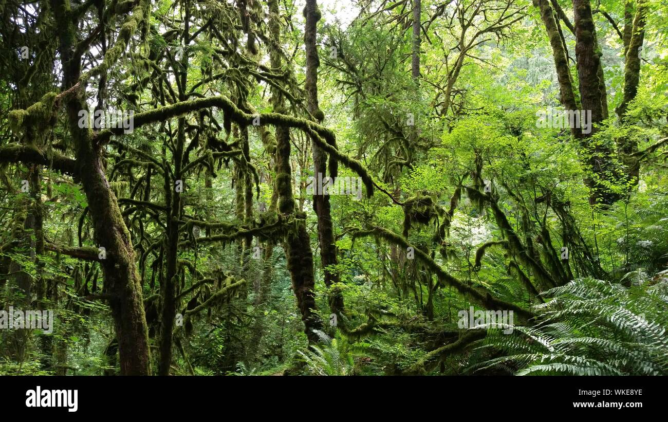 Trees And Fern Plants Growing In Rainforest Stock Photo Alamy