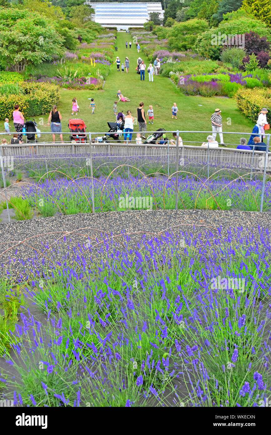 RHS Wisley garden & viewing mount new planting of two species  of lavender & rosemary visitors enjoy views & walk to new glasshouses Surrey England UK Stock Photo