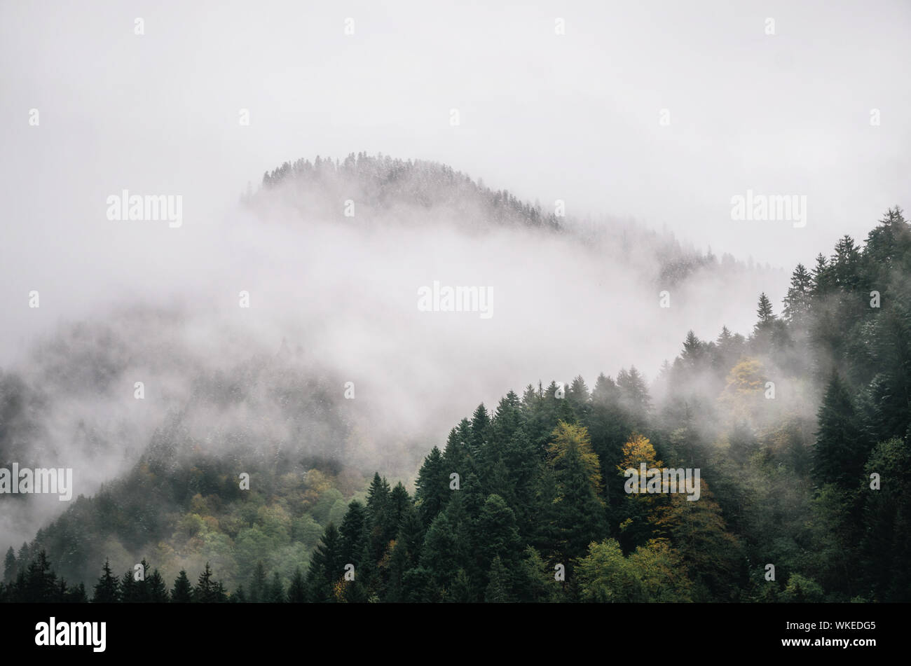 Snowy trees in a fog cloud on the mountain, Evergreen Forest in winter, Racha, Georgia Stock Photo
