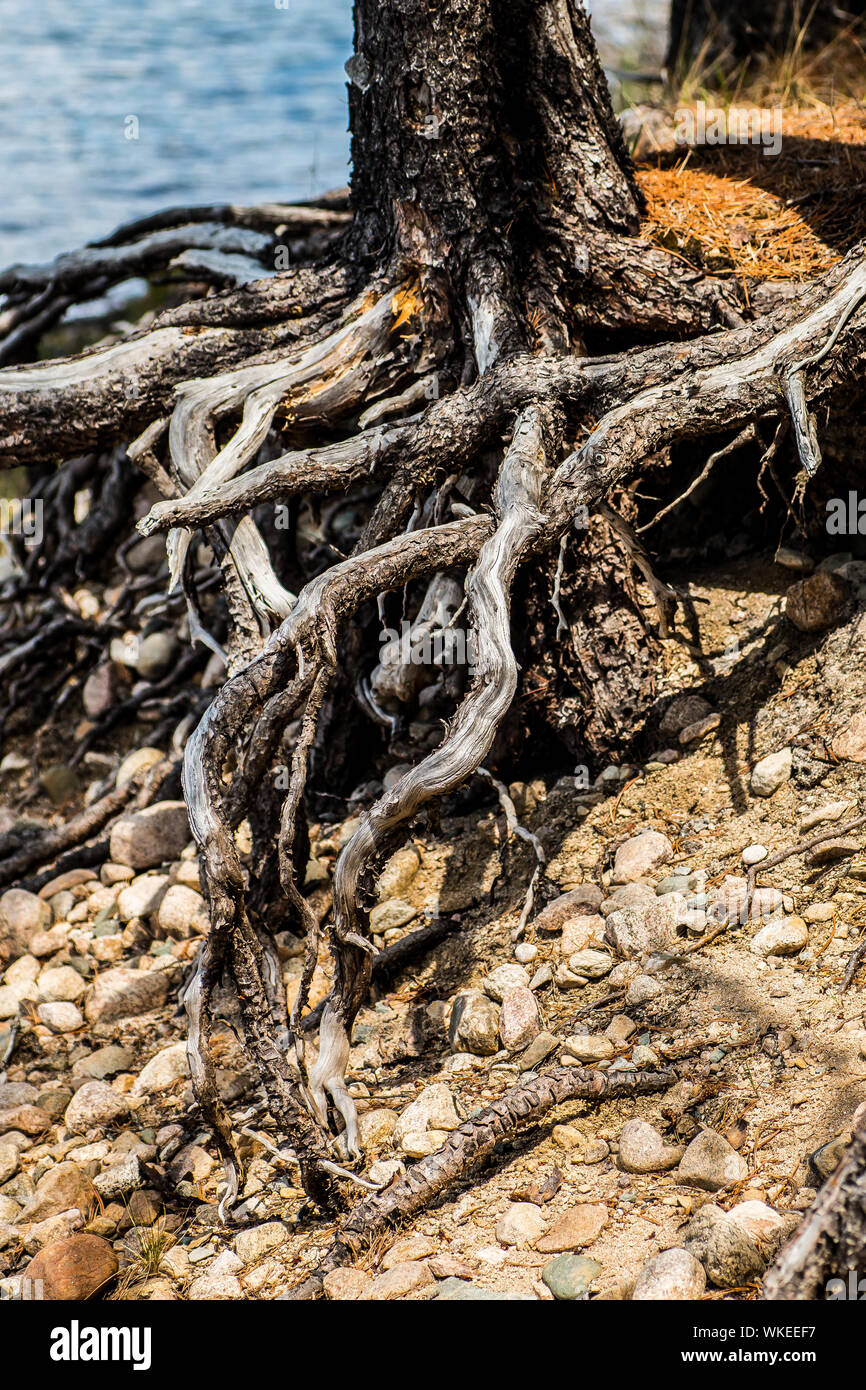 Dead Roots High Resolution Stock Photography and Images Alamy