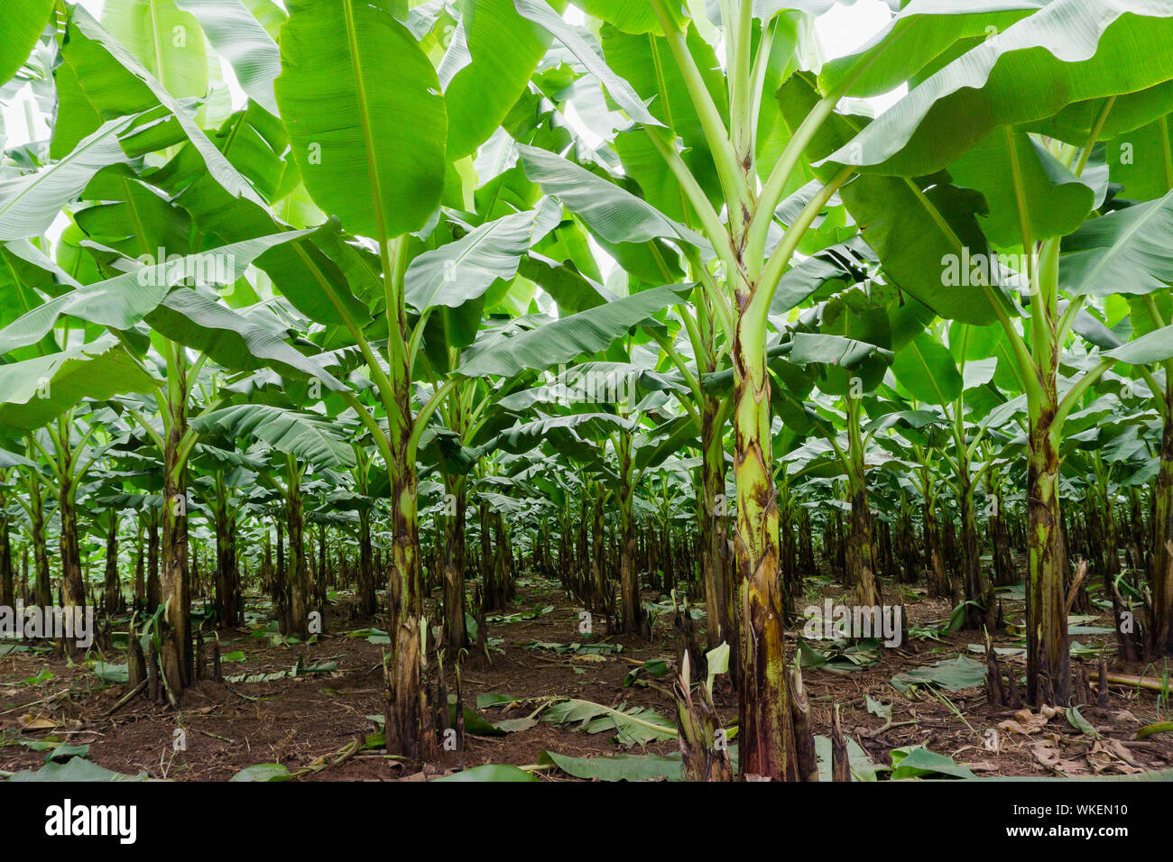 Banana Trees On Field Stock Photo - Alamy