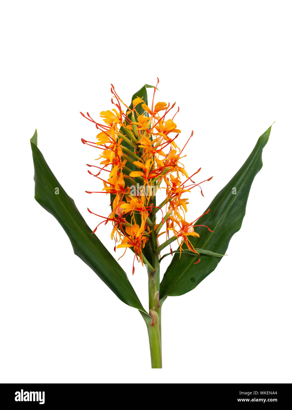 Flower Head And Foliage Of The Late Summer Flowering Ginger Lily Hedychium Coccineum Tara On A White Background Stock Photo Alamy