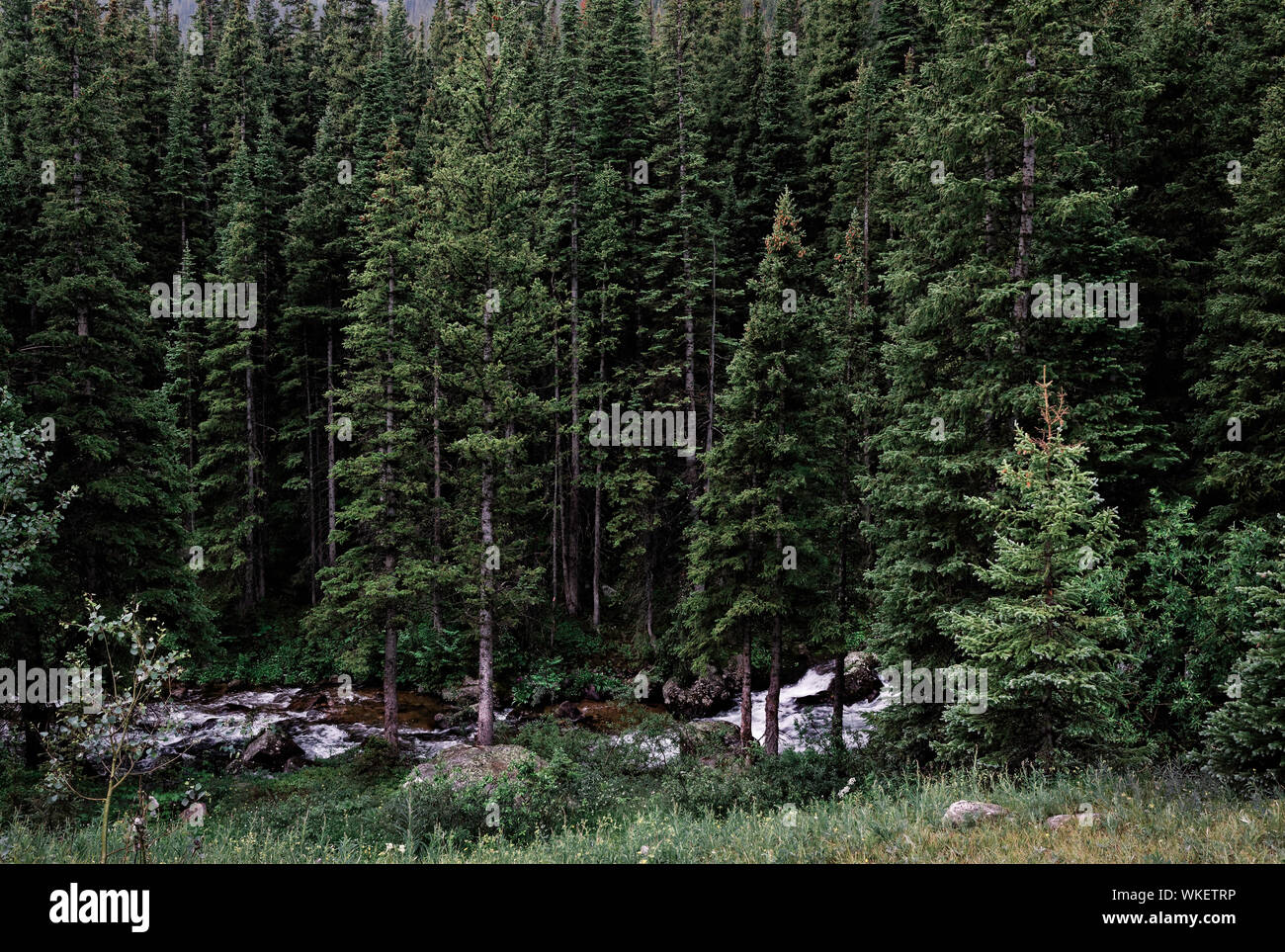 Stream pine trees hi-res stock photography and images - Alamy