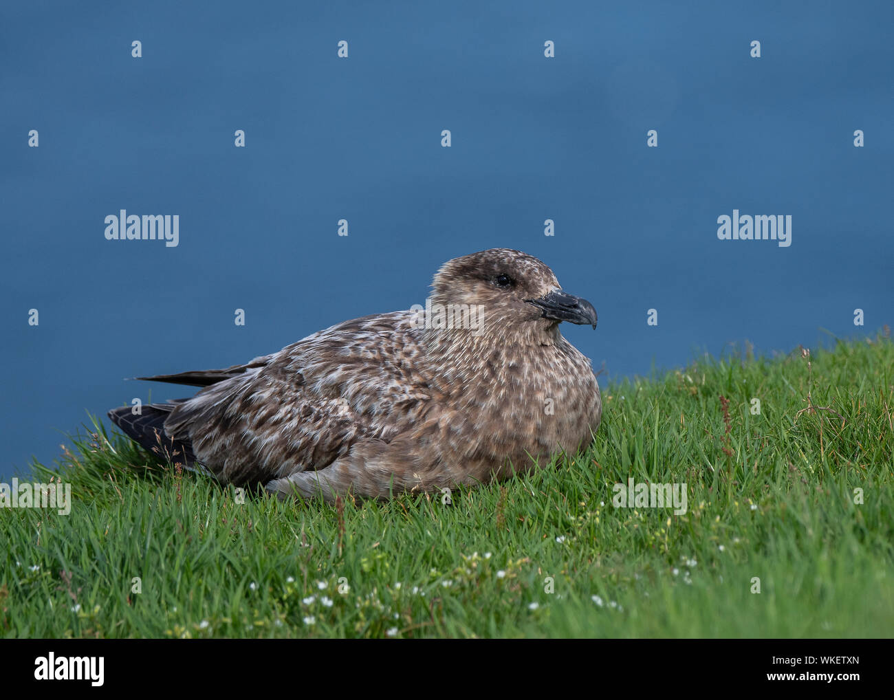 Great skua (Stercorarius skuaq, bonxie, sitting on ground, Hermannes, Unst, Shetland Stock Photo