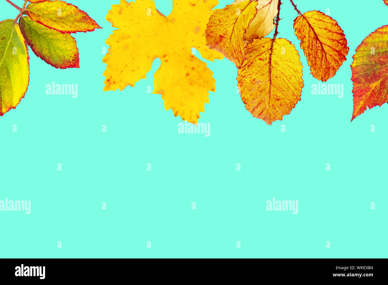Autumn design template with vibrant yellow and orange autum…