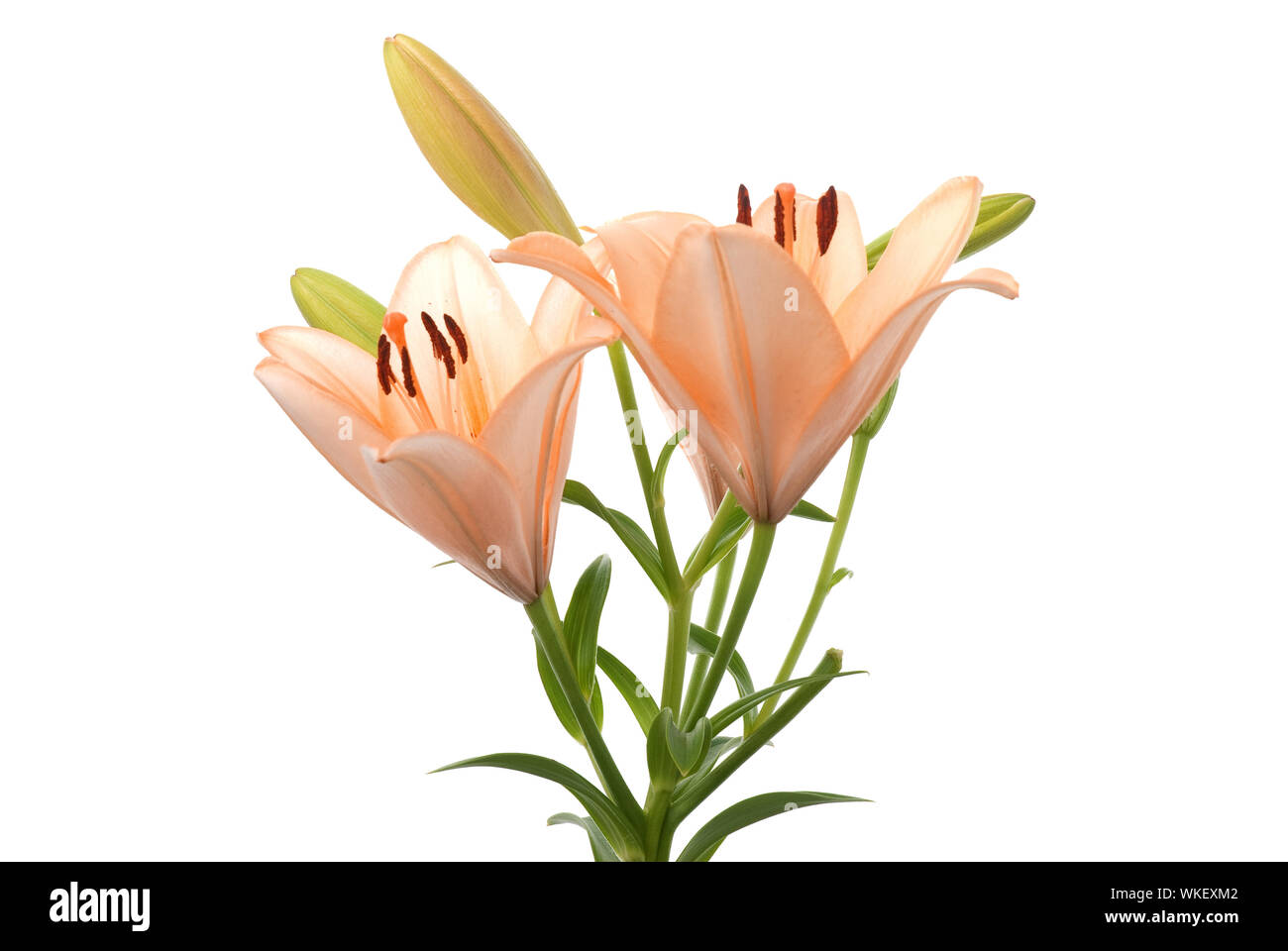 Beautiful lilies isolated on white background Stock Photo - Alamy