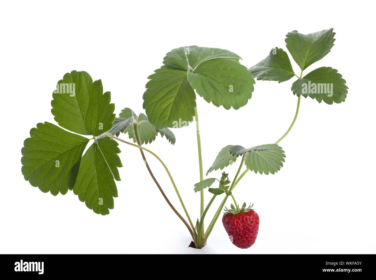 Isolated bush of wild strawberry on the white Stock Photo - Alamy