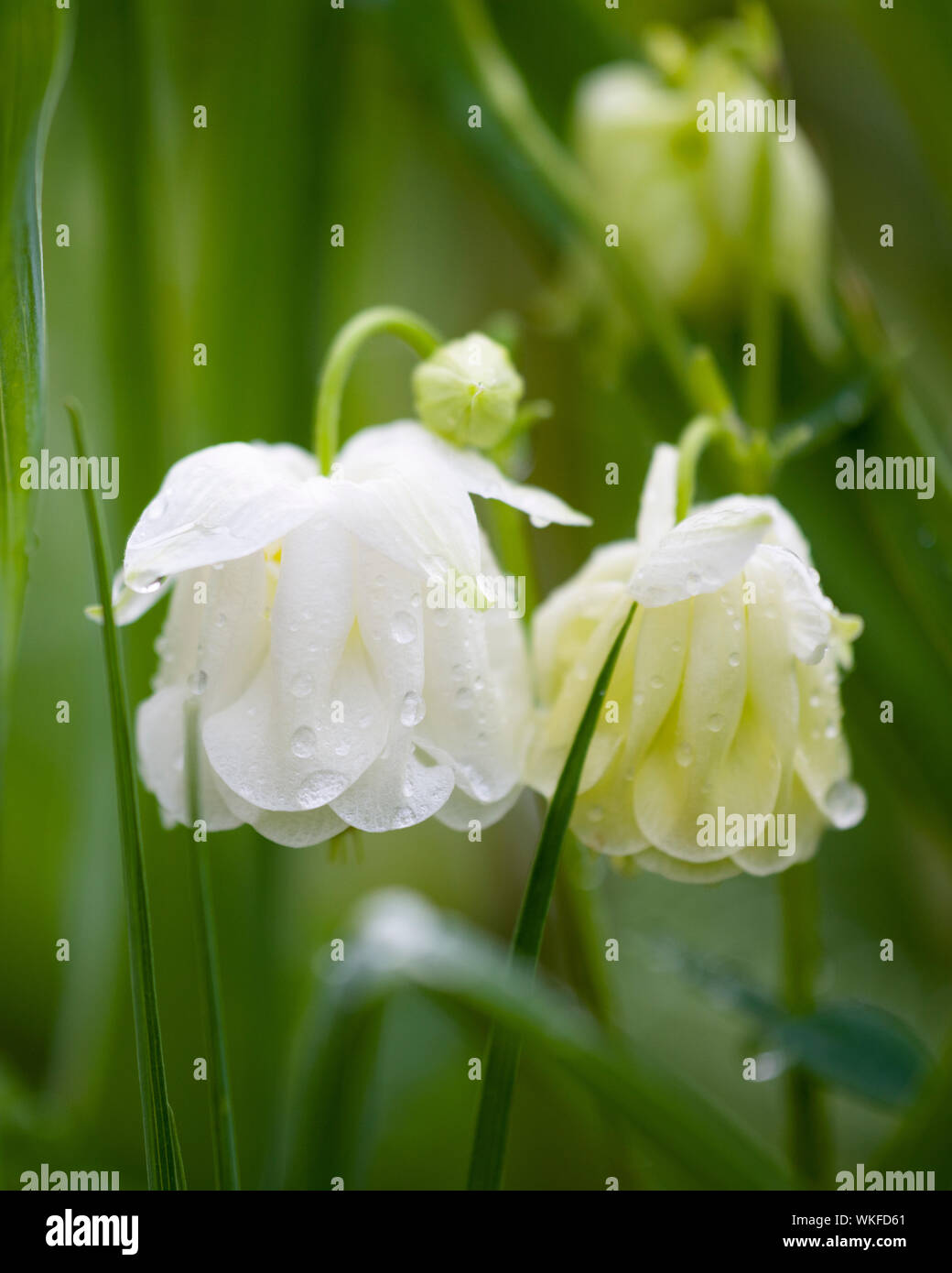 A close-up of a double white hybrid common columbine (Aquilegia vulgaris) flower. Stock Photo